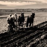 Boeren bewerken het land met paarden, symbool van arbeid, bestaanszekerheid en afhankelijkheid van grond