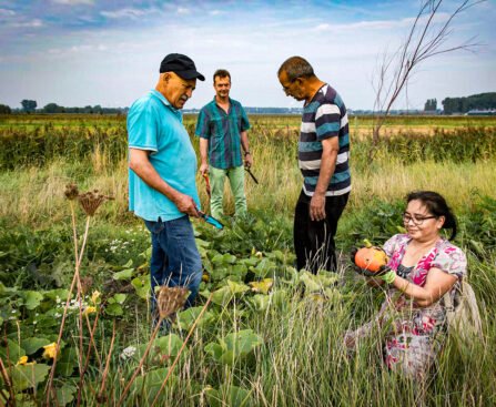 Buurtbewoners en stadsboeren oogsten samen groenten in de Lutkemeerpolder in Amsterdam Nieuw-West